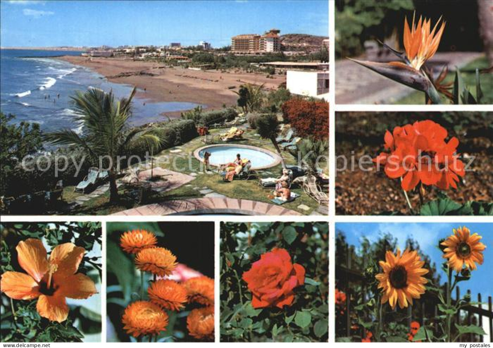 72514662 Playa De San Augustin Gran Canaria Strandpartie Inselflora Playa De - Other & Unclassified