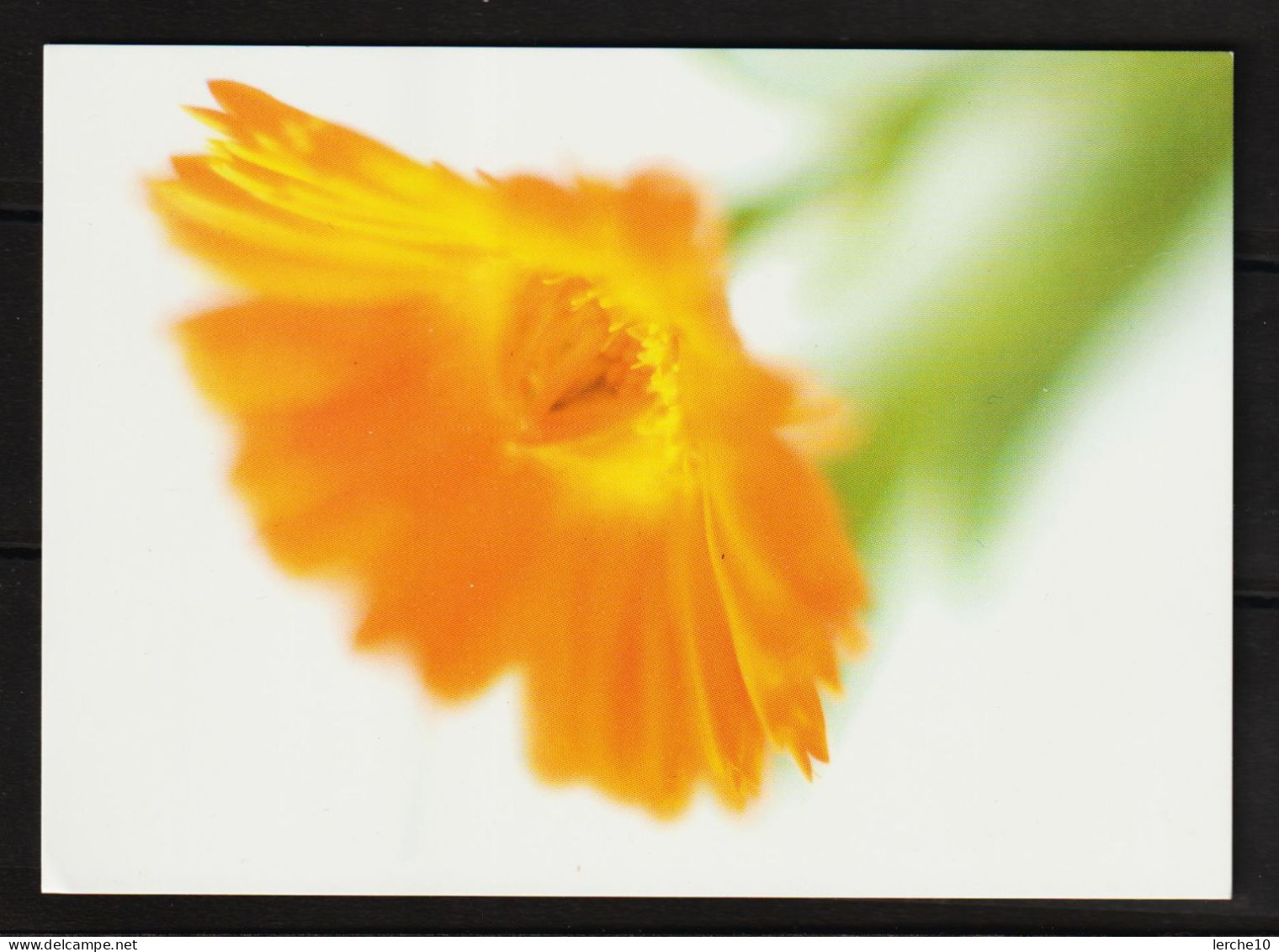 Ringelblume  (1040) - Fleurs