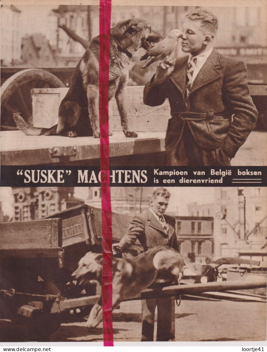 Boksen - Suske Machtens Kampioen Van België - Orig. Knipsel Coupure Tijdschrift Magazine - 1934 - Sin Clasificación