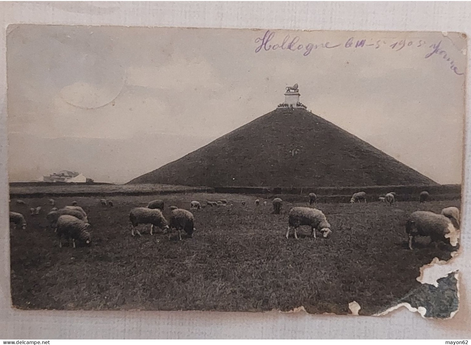 WATERLOO - MONTAGNE DU LION 1905 - VUE D UN CHAMP AVEC MOUTONS - ENVOYEE D HOLLOGNE - ETAT - Waterloo