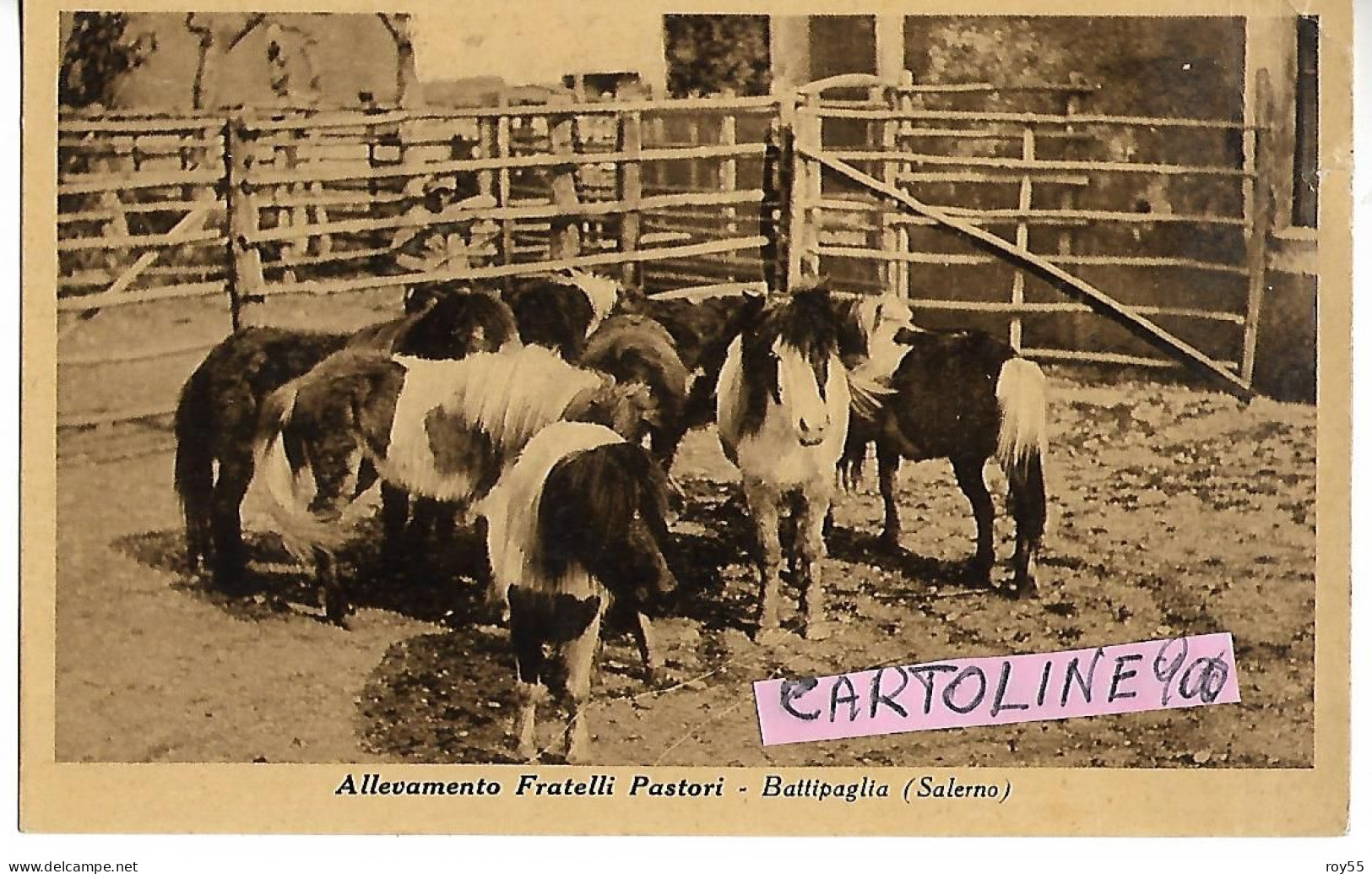 Campania-battipaglia Allevamento Fratelli Pastori Veduta Pony Nel Recinto (f.piccolo) - Battipaglia