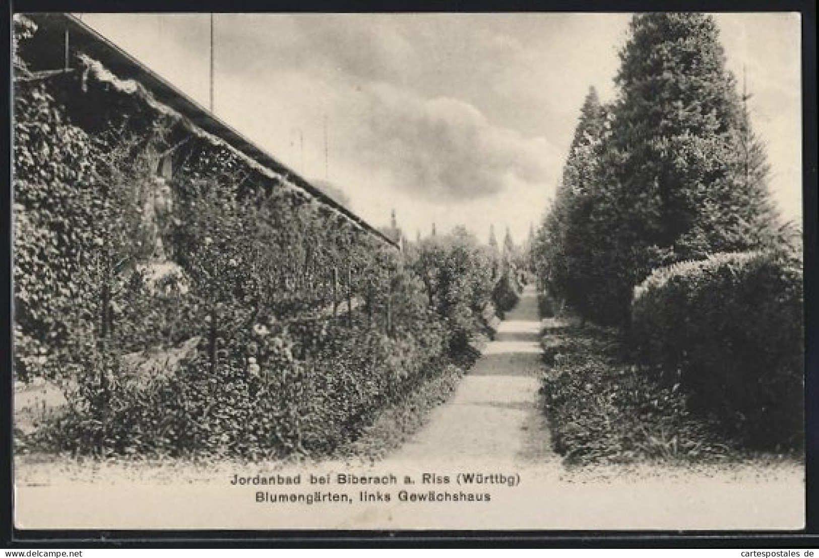 AK Jordanbad Bei Biberach /Riss, Blumengärten Mit Gewächshaus  - Biberach