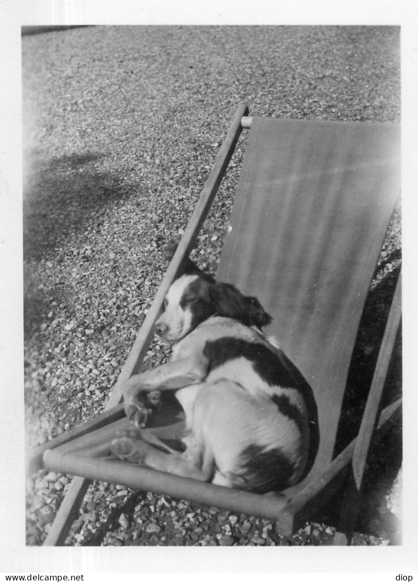 Photo Vintage Paris Snap Shop - Chien Dog Dr&ocirc;le Funny - Other & Unclassified