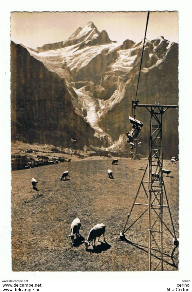 GRINDELWALD:  BERGBAHN  GRINDELWALD-FIRST  -  NACH  ITALIEN  -  PHOTO  -  KLEINFORMAT - Autres & Non Classés