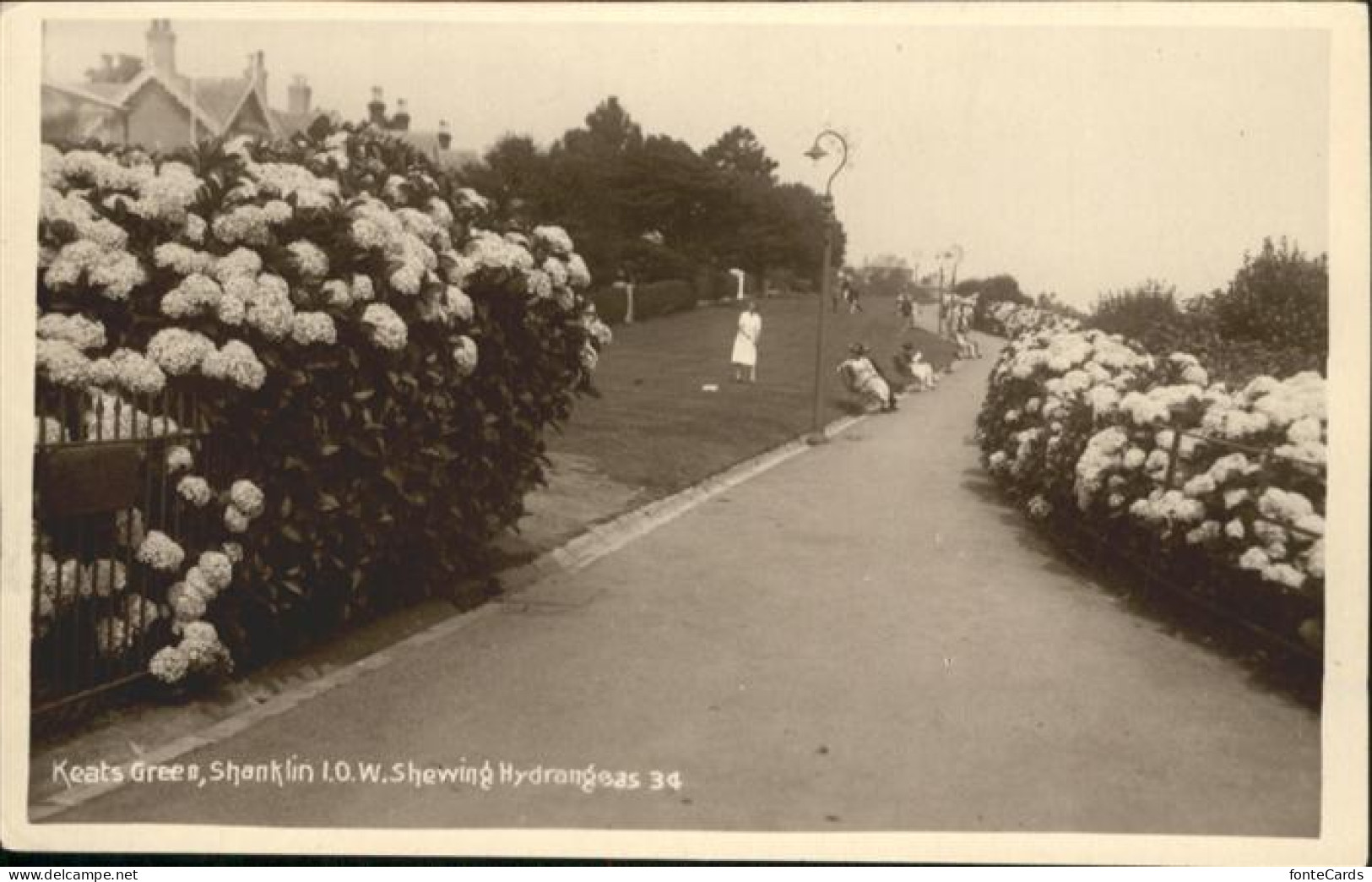 10927943 Shanklin Shanklin Keats Green Shewing Hydrangeas * Shanklin - Other & Unclassified