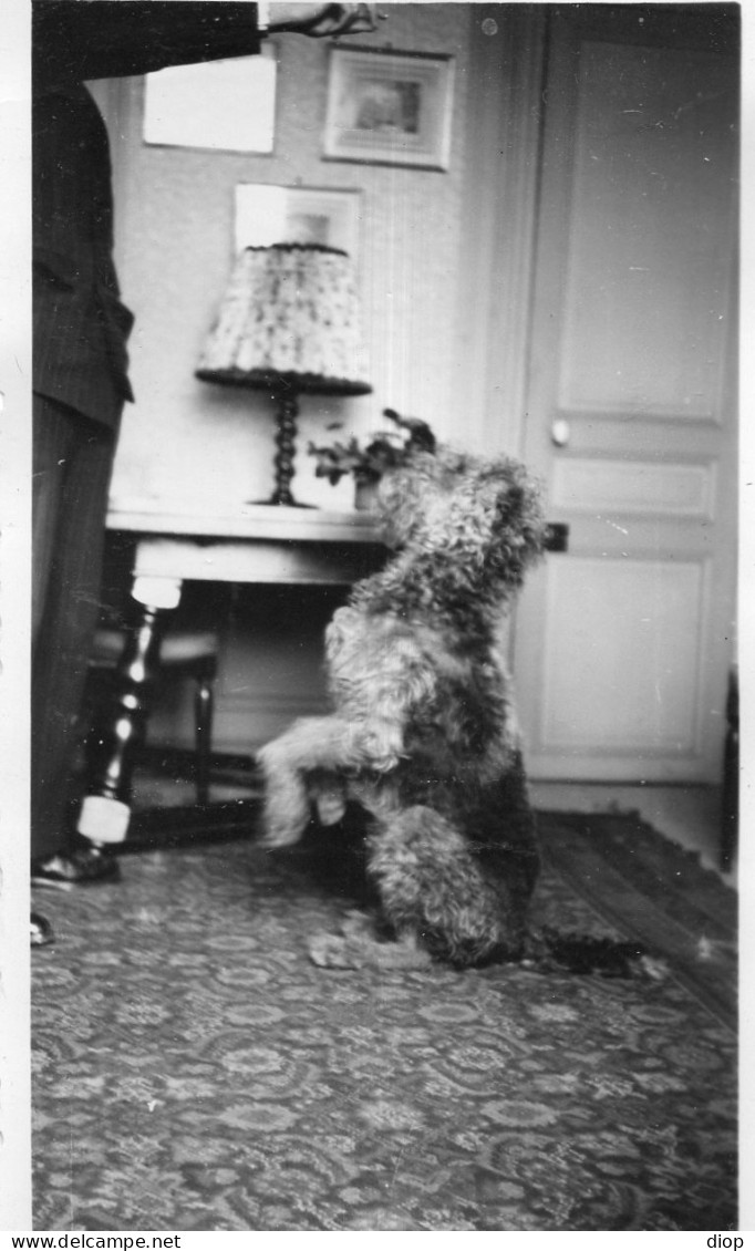 Photographie Vintage Photo Snapshot Chien Dog Dressage - Sonstige & Ohne Zuordnung