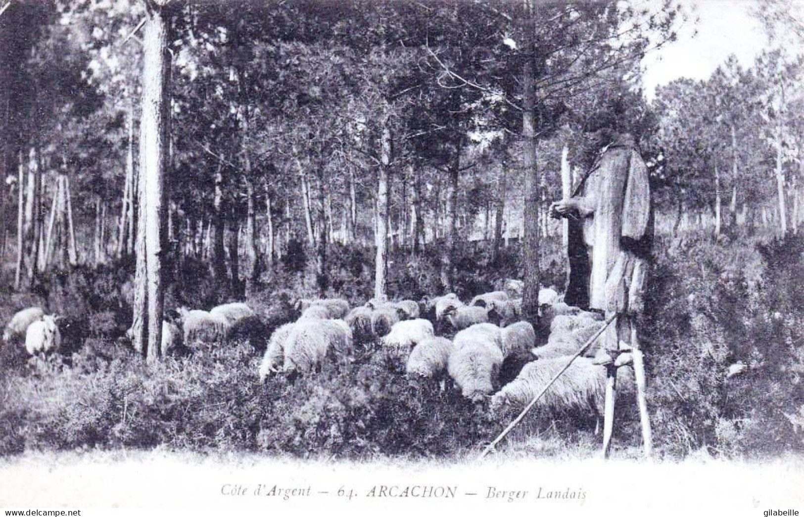 33 - Gironde -  ARCACHON - Berger Landais Et Ses Moutons - Arcachon