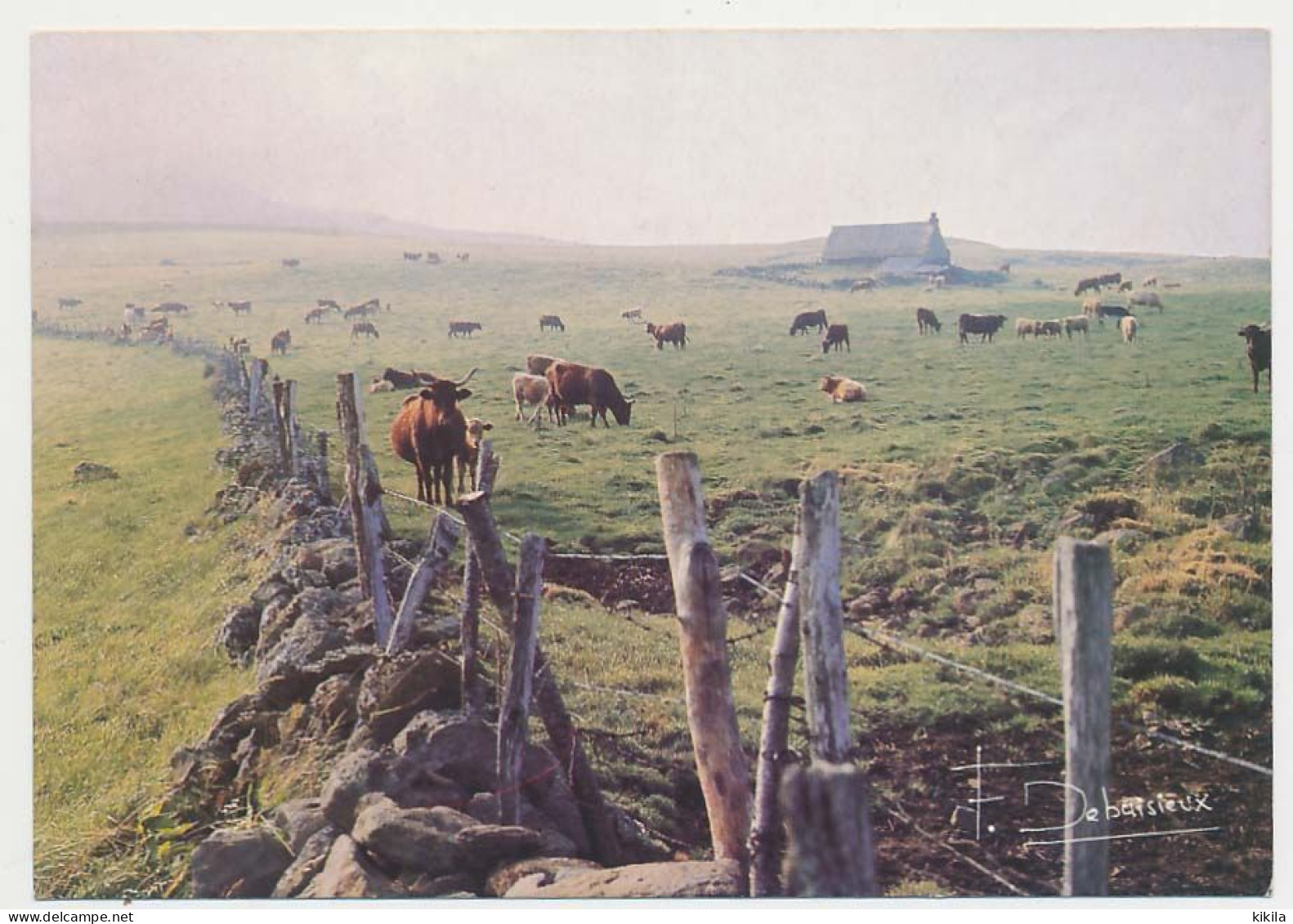 CPSM / CPM 10.5 X 15 Buron En Auvergne Photos Francis Debaisieux  Pâturages Vaches Clôtures Barbelés - Auvergne