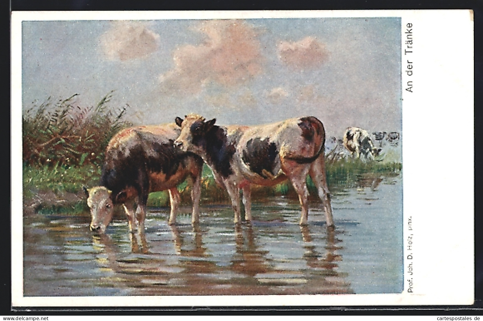 AK Rinder Beim Tränken An Einem Fluss  - Cows