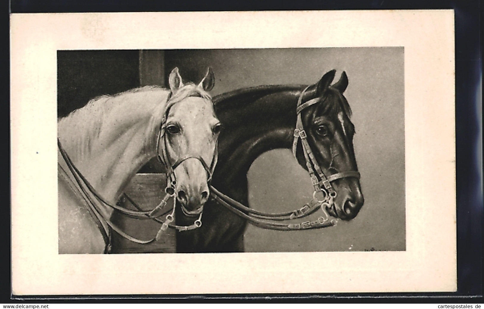 AK Zwei Pferde Mit Zaumzeug  - Chevaux