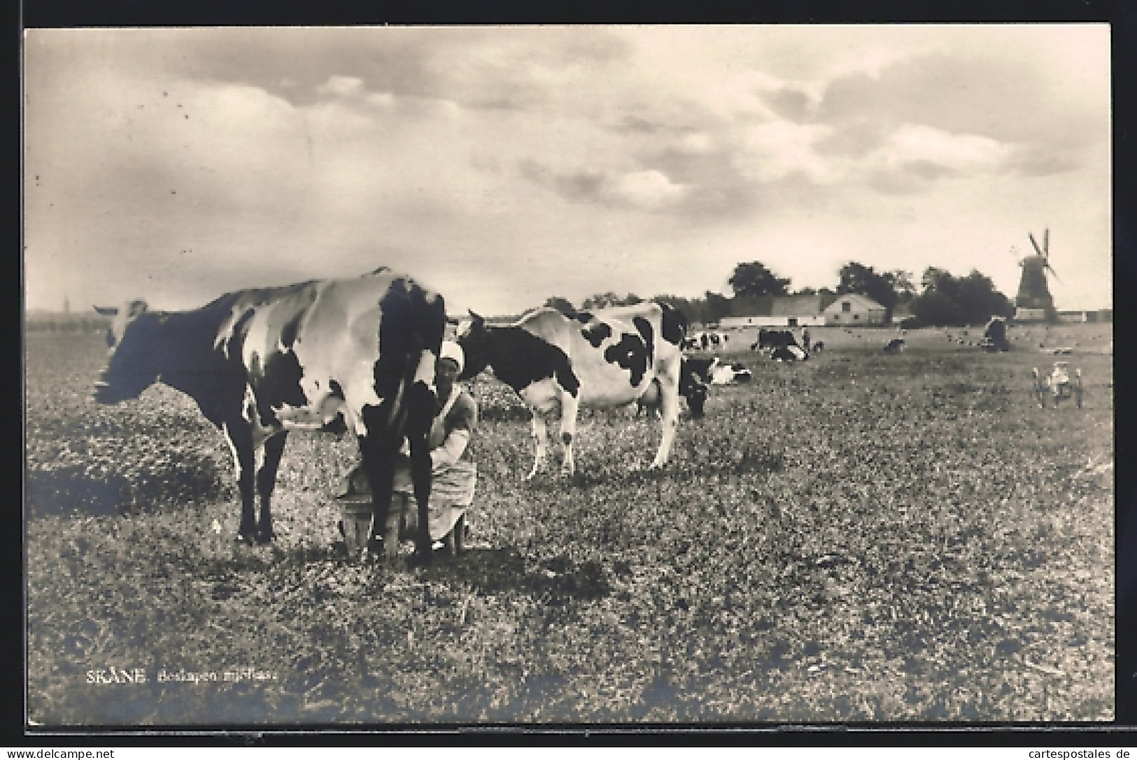 AK Skane, Melkerin Bei Der Arbeit  - Cows