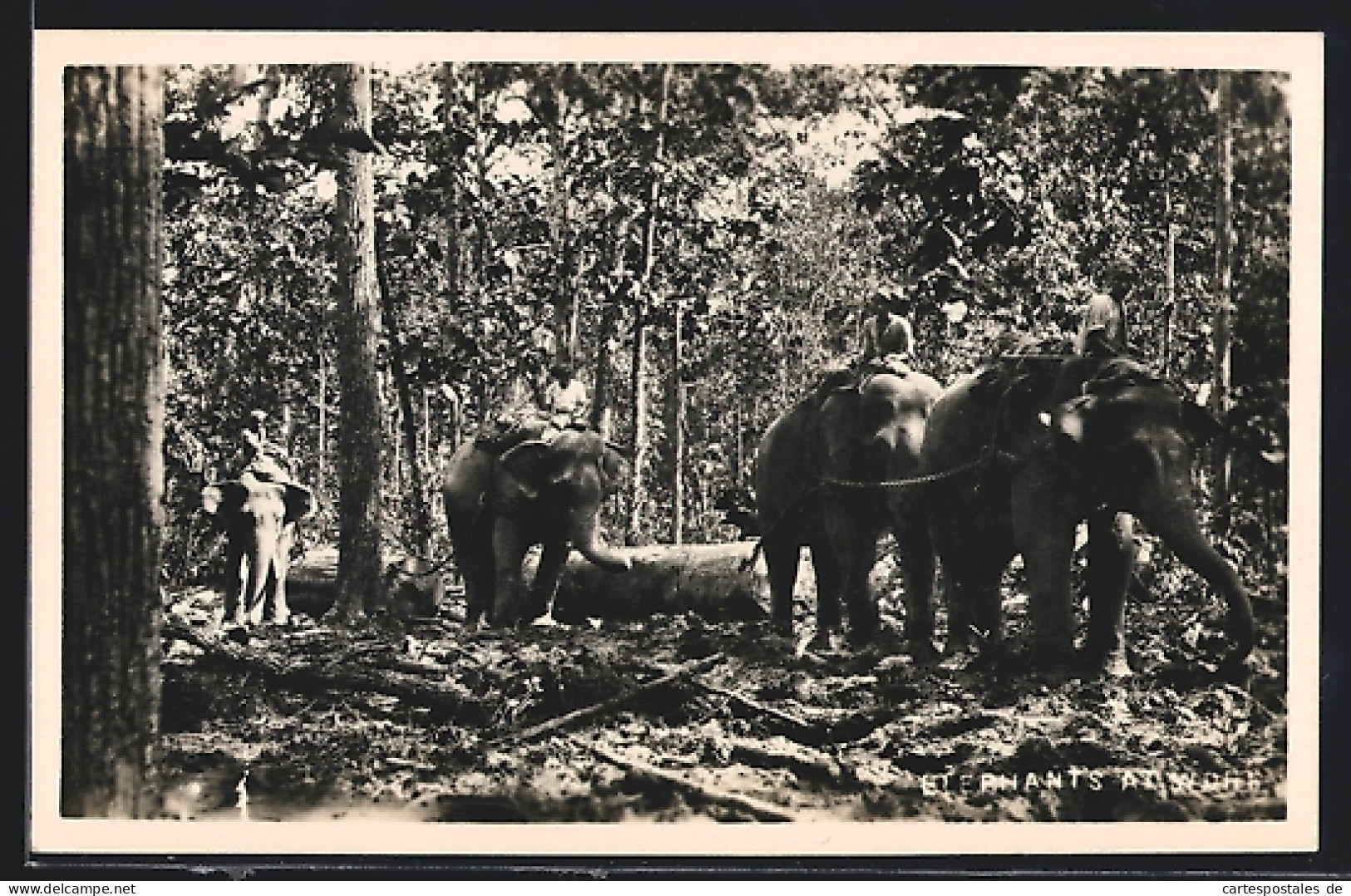 AK Elefanten Bei Der Arbeit In Einem Wald  - Elephants