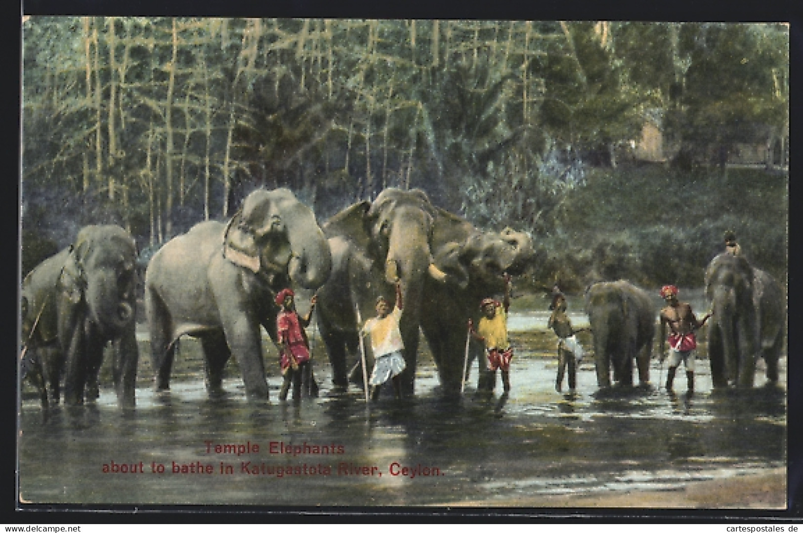 AK Kandy / Ceylon, Tempel-Elefanten Am Katugastota Fluss  - Elephants