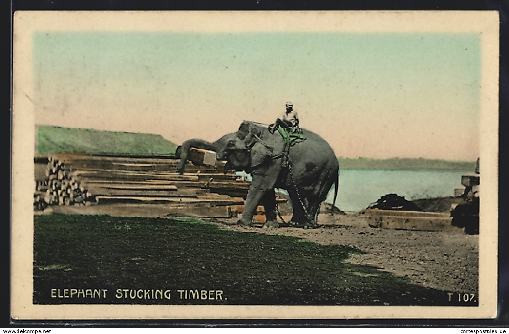 AK Elephant Stucking Timber  - Éléphants