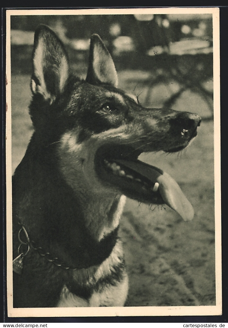 AK Deutscher Schäferhund, Portrait Mit Geöffneter Schnauze  - Dogs