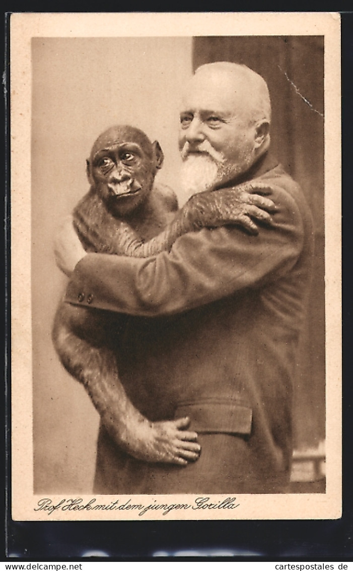 AK Berlin, Zoo, Prof. Heck Mit Jungem Gorilla  - Monkeys