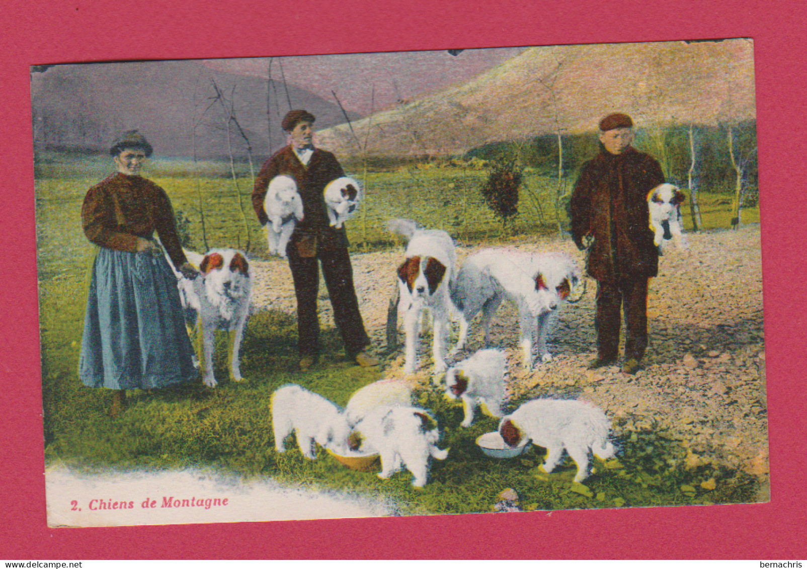 CHIENS  DE MONTAGNE - Hunde