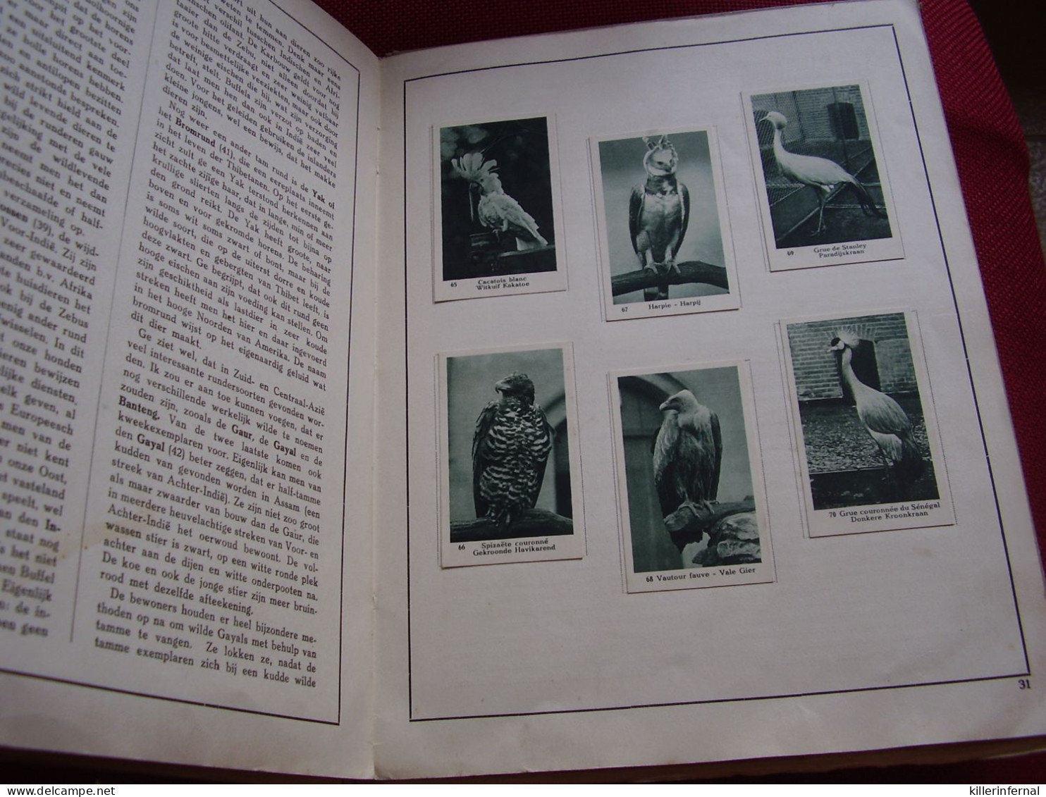Album Chromos Images Vignettes Dr Kuiper   De Diergaarde  Animaux  Oiseaux - Albums & Katalogus