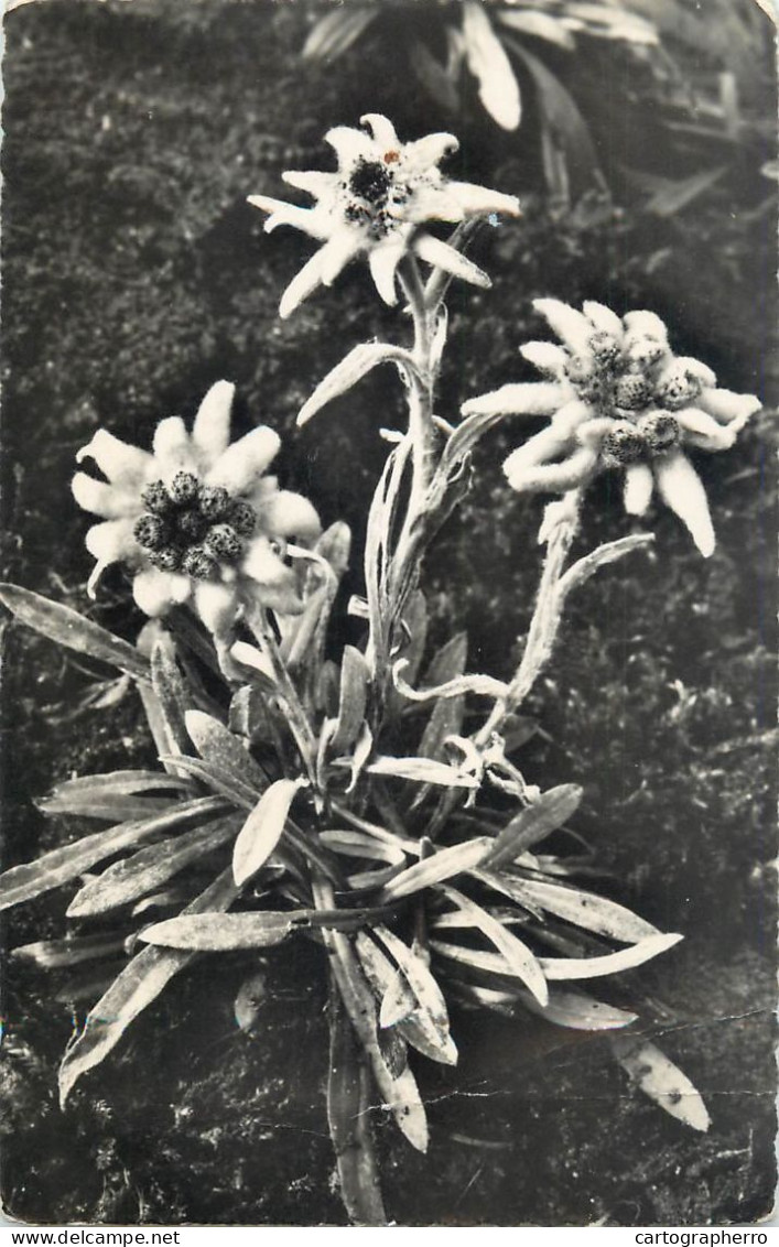 Postcard Switzerland Edelweiss Flower - Other & Unclassified