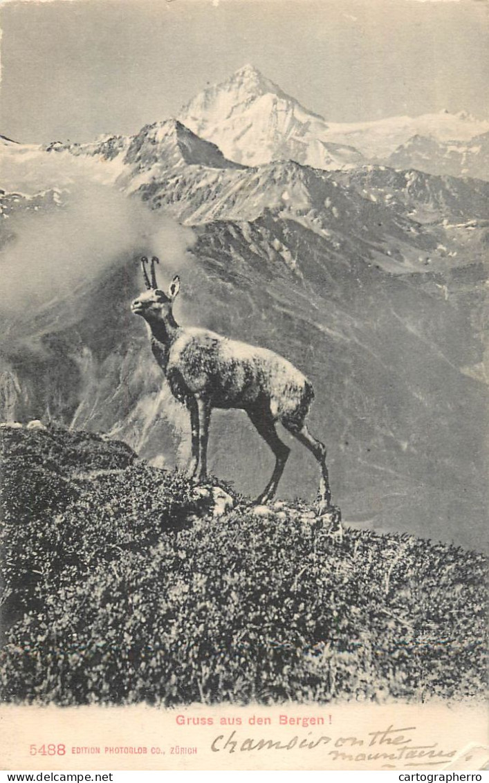 Postcard Switzerland Bergen Mountains Goat - Other & Unclassified