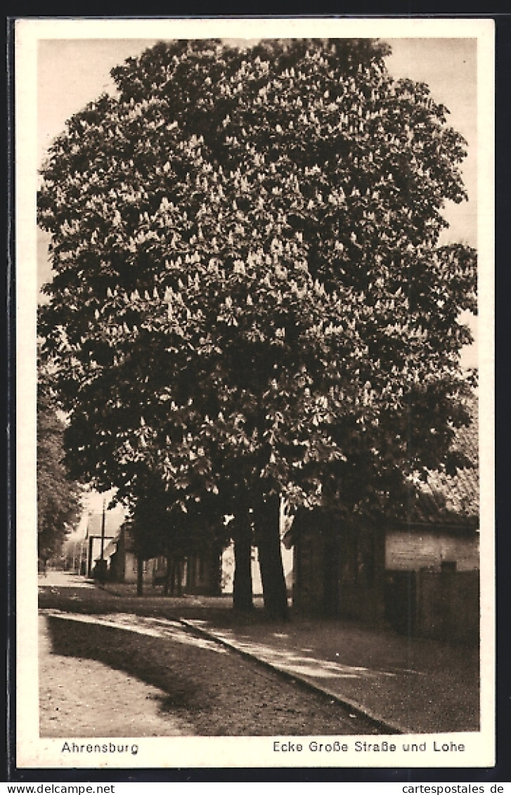 AK Ahrensburg / Holstein, Blühender Kastanienbaum, Ecke Grosse Strasse Und Lohe  - Ahrensburg