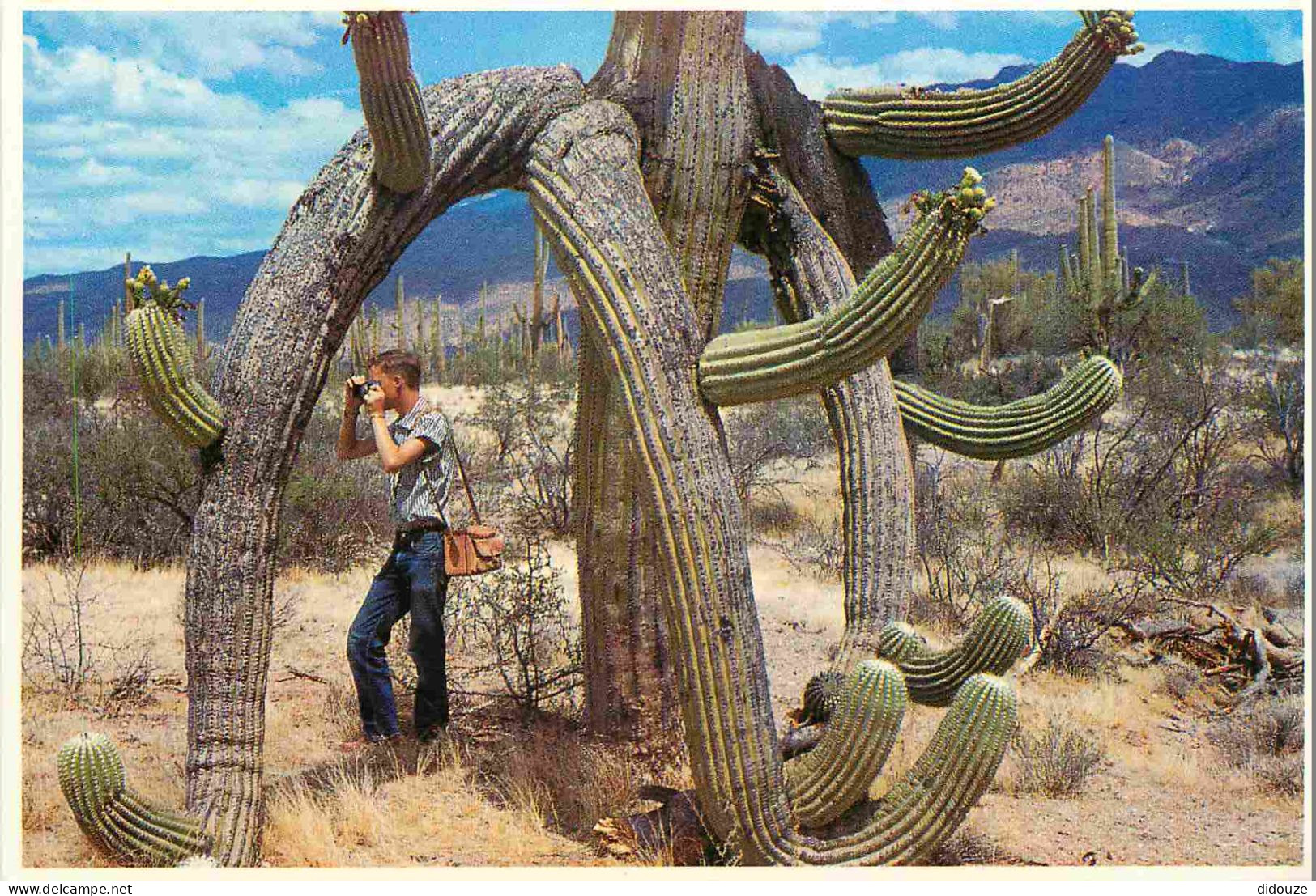 Fleurs - Plantes - Cactus - Saguaro Cactus - Etats Unis - United States - USA - CPM - Voir Scans Recto-Verso - Cactusses