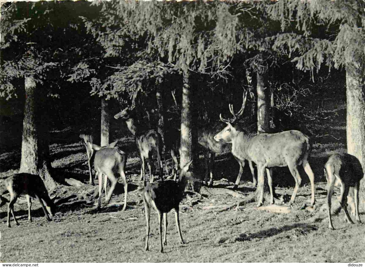 Animaux - Cervidés - Belgique - Belgium - Bohan Sur Semois - Une Harde De Cerfs - Mention Photographie Véritable - Carte - Other & Unclassified