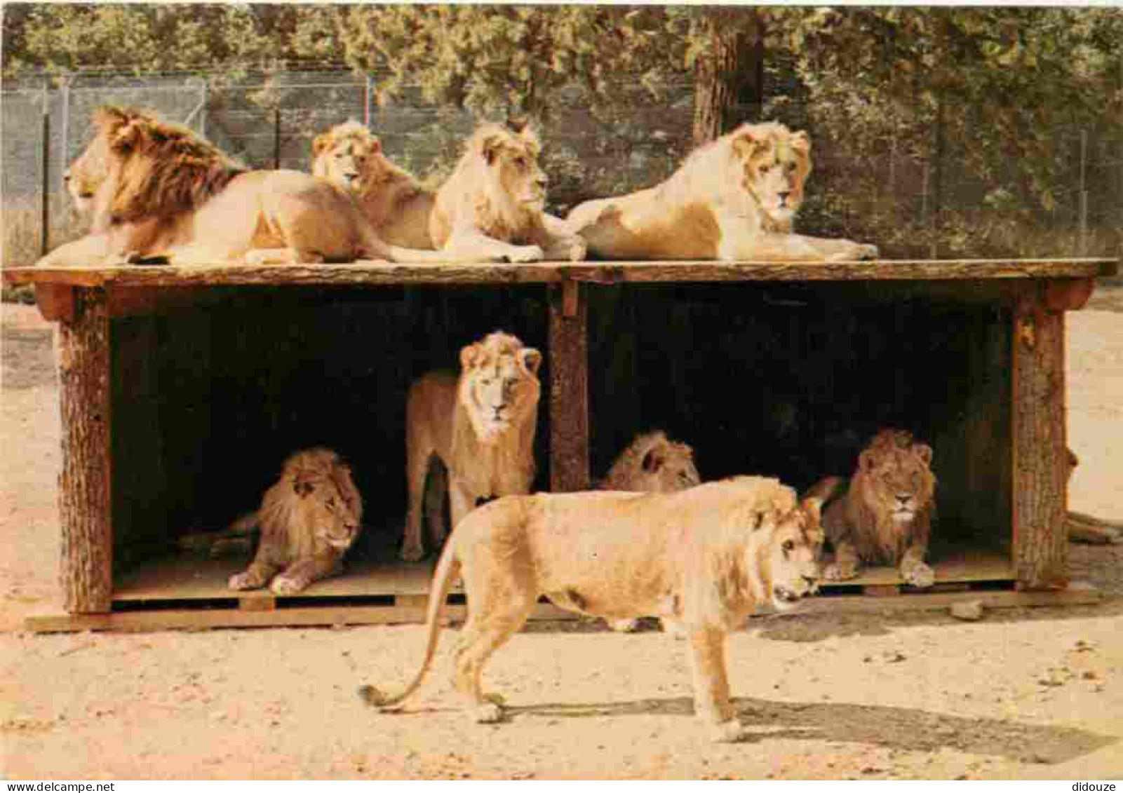 Animaux - Fauves - Lion - Réserve Africaine Du Château De Thoiry En Yvelines - Zoo - CPM - Carte Neuve - Voir Scans Rect - Löwen