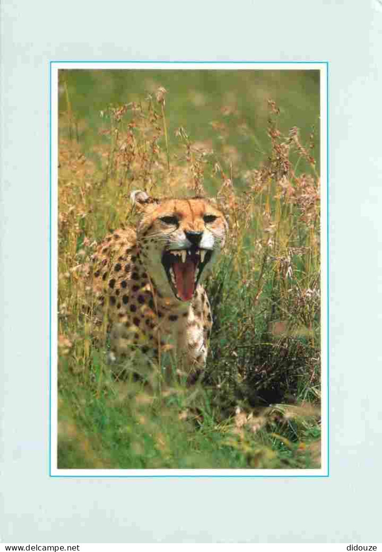 Animaux - Fauves - Guépard - Tanzania 2000 - Serengeti National Park - Cheetah - Zoo - CPM - Voir Scans Recto-Verso - Autres & Non Classés