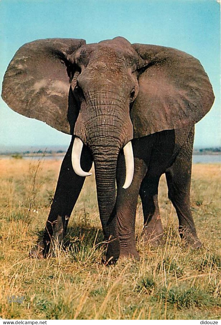 Animaux - Eléphants - Faune Africaine - CPM - Voir Scans Recto-Verso - Elephants