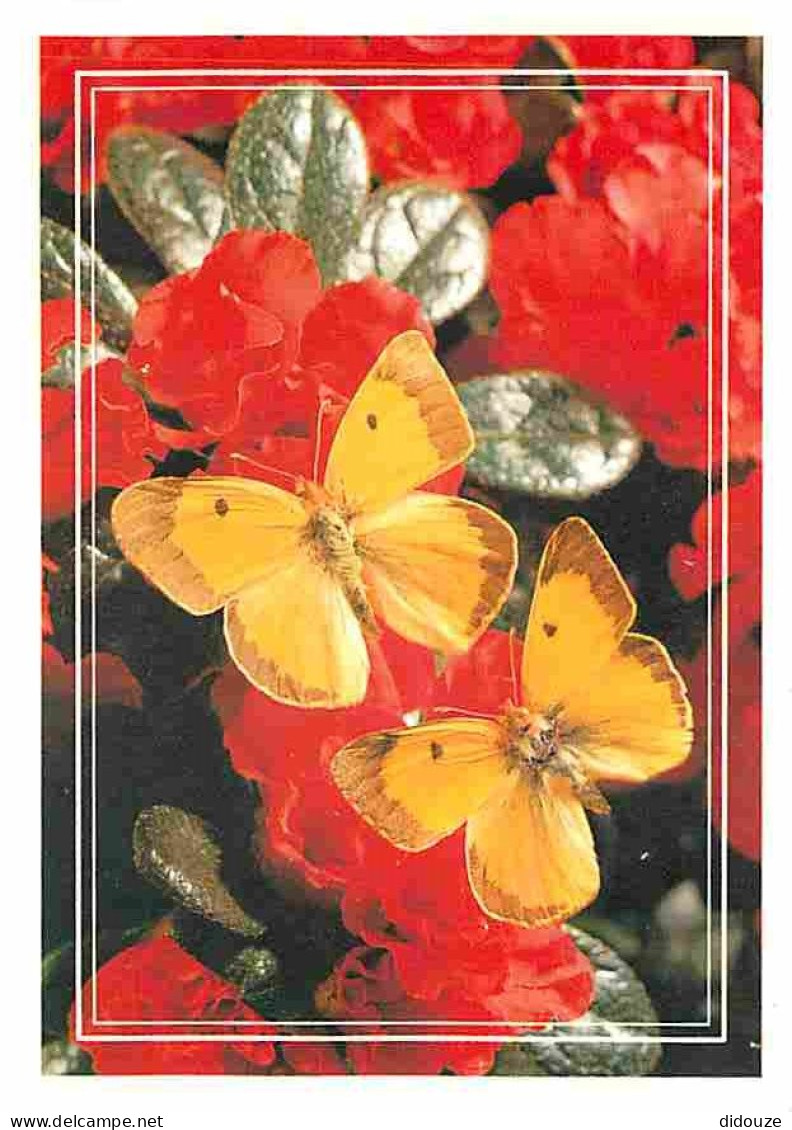 Animaux - Papillons - Fleurs - CPM - Voir Scans Recto-Verso - Vlinders