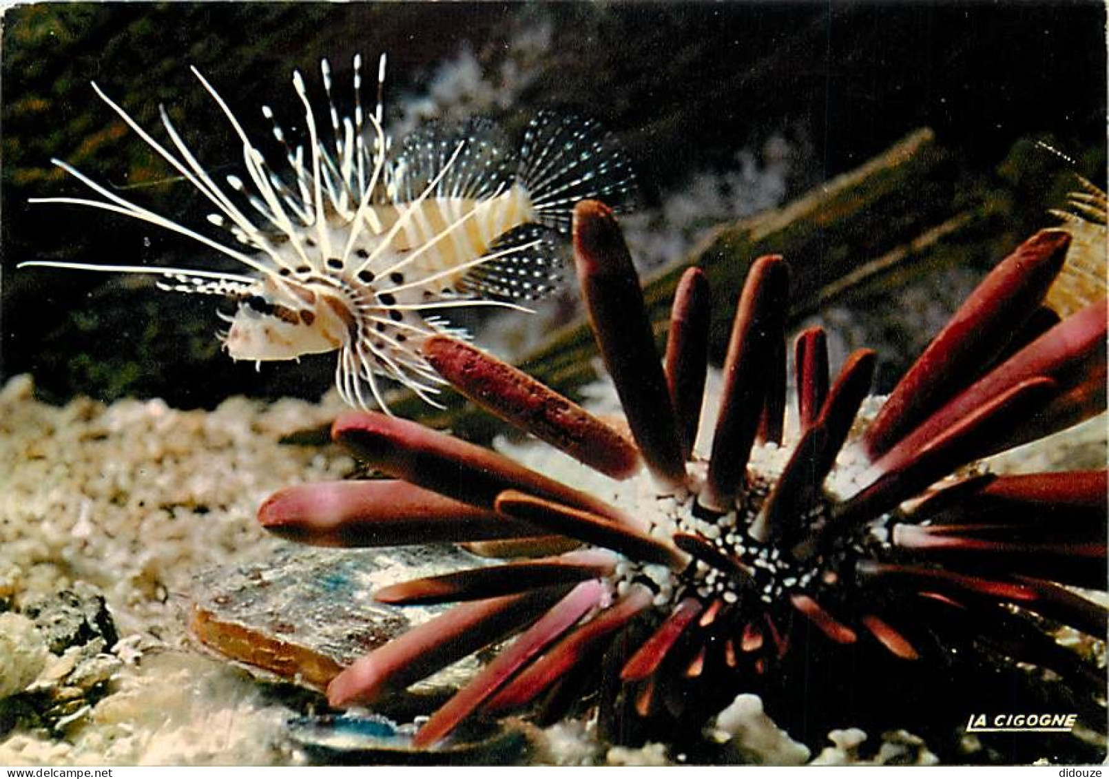 Animaux - Poissons - Aquarium De La Rochelle - 17.300.12 - Oursin Cidaris - Pterois Radiata - Huître Perliére (Tropiques - Fish & Shellfish