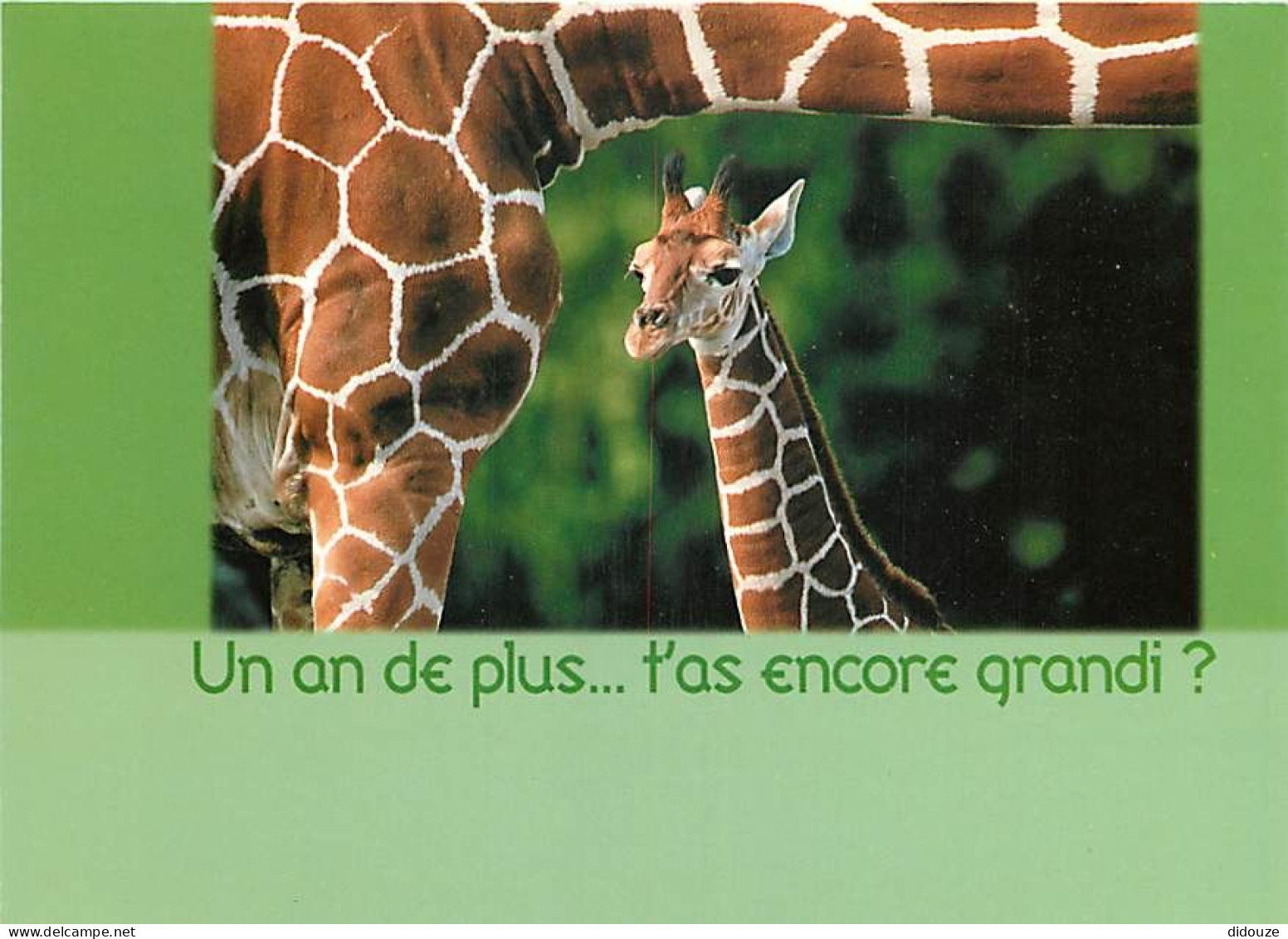 Animaux - Girafes - Carte Anniversaire - Carte Humoristique - Girafon - Carte Neuve - CPM - Voir Scans Recto-Verso - Giraffen