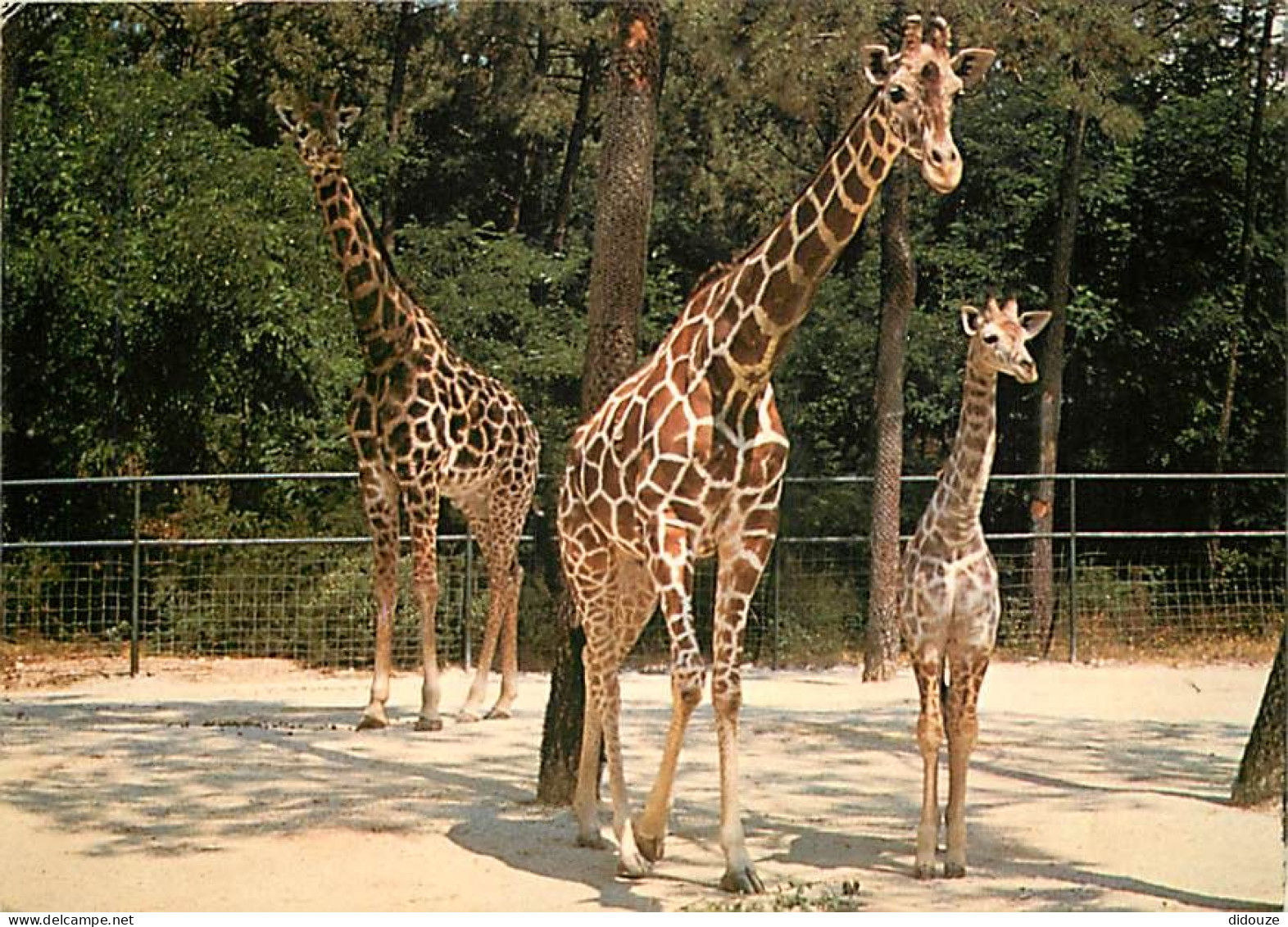 Animaux - Girafes - Zoo De La Palmyre - Girafes Et Leur Bébé Né Au Zoo - Girafon - Carte Neuve - CPM - Voir Scans Recto- - Girafes