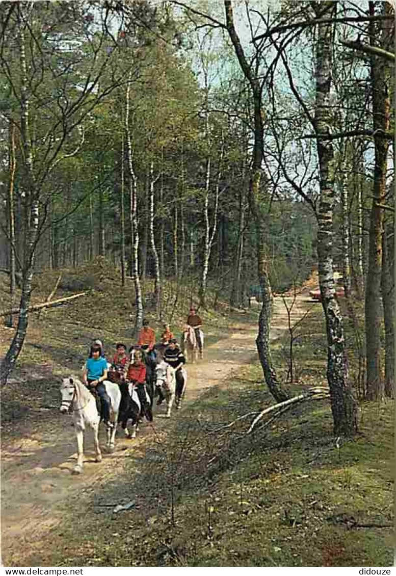 Animaux - Chevaux - Pays Bas - Dwingeloo - Promenade Equestre En Forêt - Voir Scans Recto Verso  - Horses