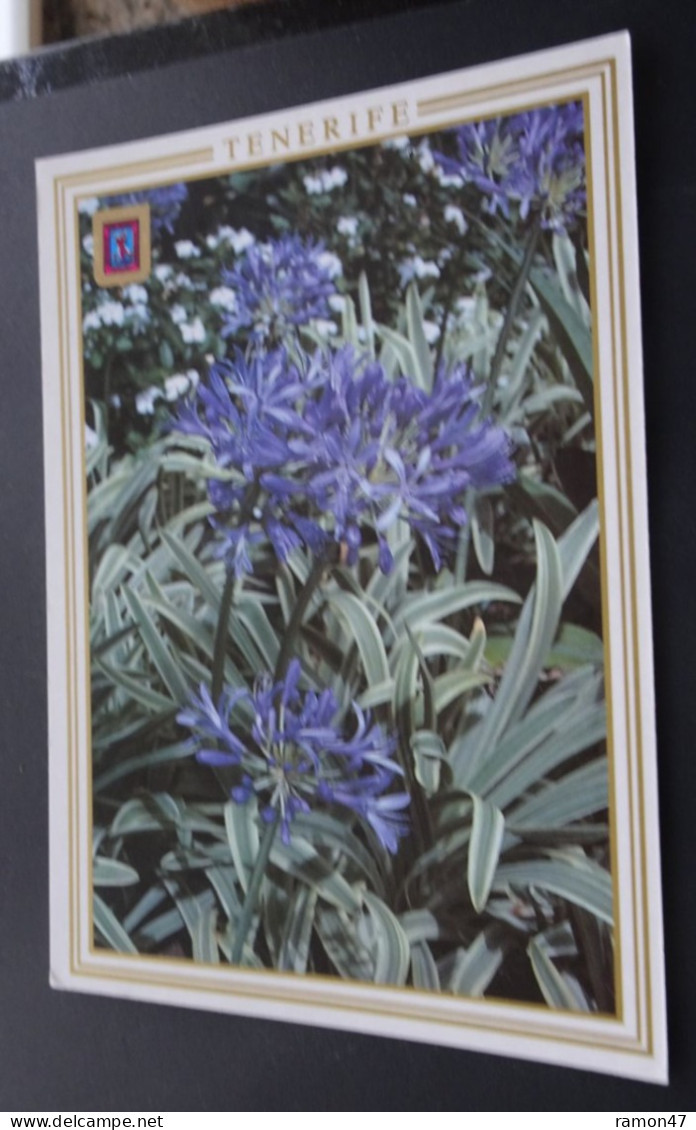 Tenerife - Jardines De Tenerife - Agapanthus - Lirio Azul - FISA, Barcelona - Armando Perez, Santa Cruz De Tenerife - Tenerife