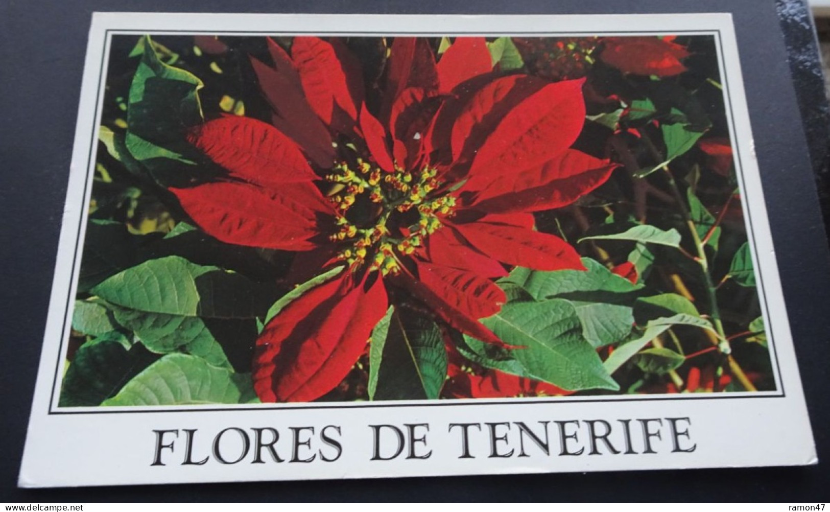 Flores DeTenerife - Ediciones Gasteiz - Tenerife