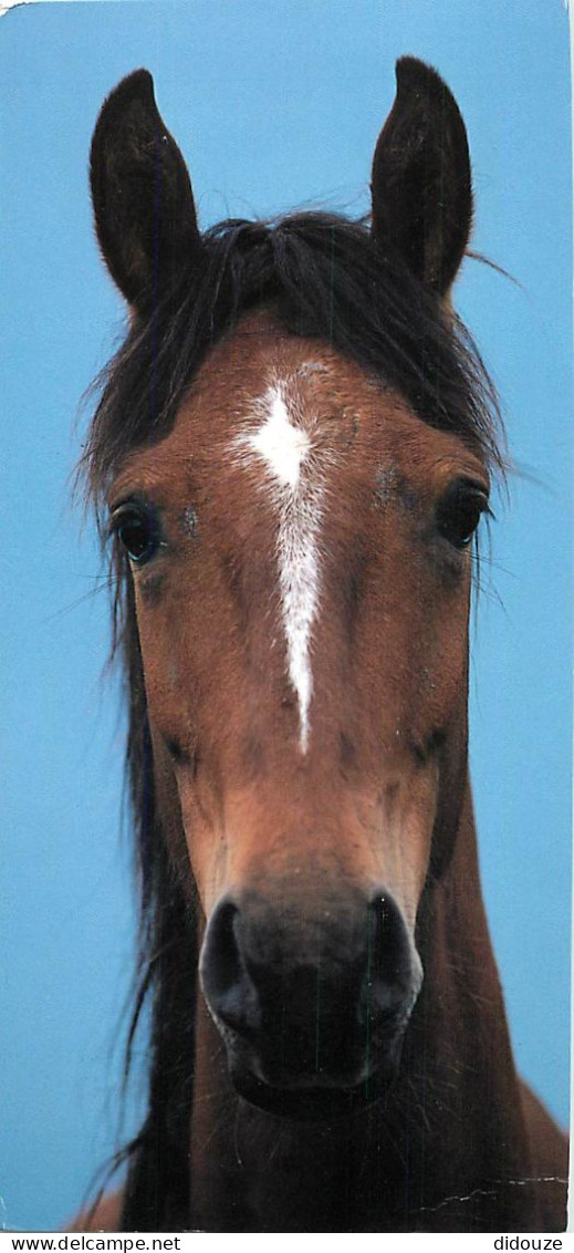 Format Spécial - 230 X 110 Mms - Animaux - Chevaux - Portrait - Tête De Cheval - Photo Vincent Meunier - Frais Spécifiqu - Horses