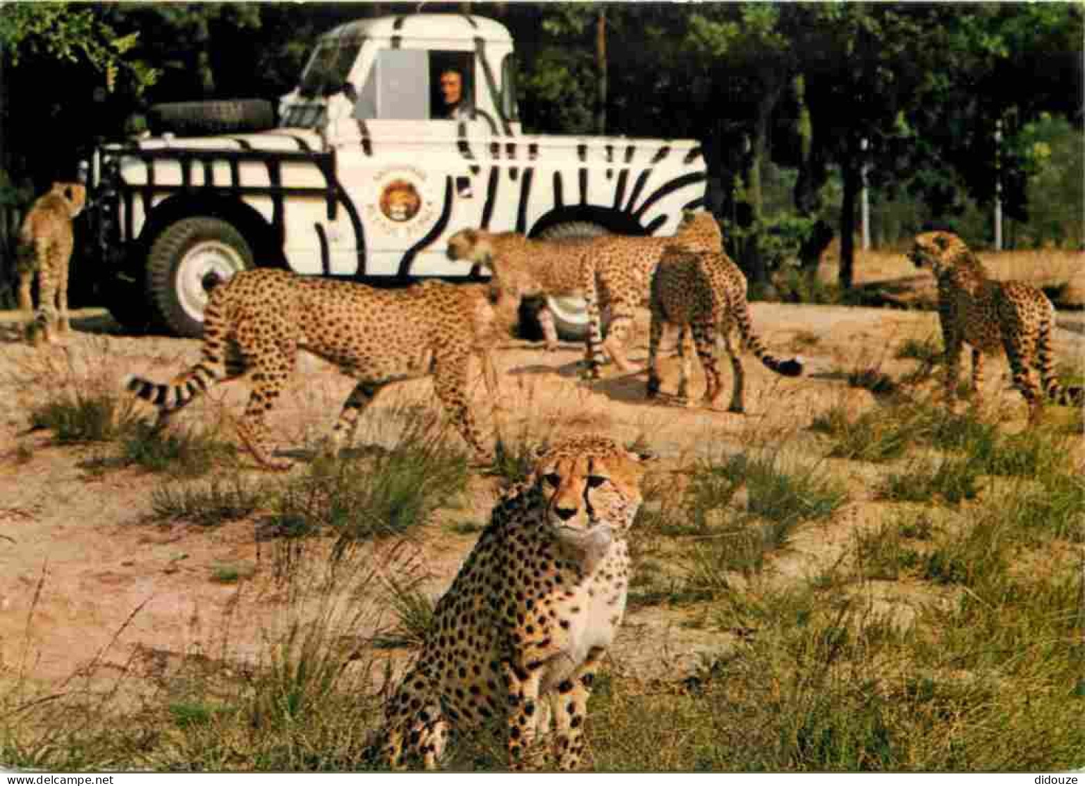 Animaux - Fauves - Guépard - Safaripark - Recreatieoord Beekse Bergen - Hilvarenbeek - Zoo - CPM - Carte Neuve - Voir Sc - Other & Unclassified