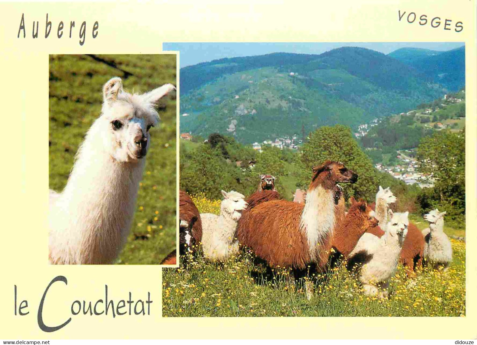 Animaux - Lamas - Alpagas - La Bresse - Auberge Le Couchetat - CPM - Carte Neuve - Voir Scans Recto-Verso - Other & Unclassified