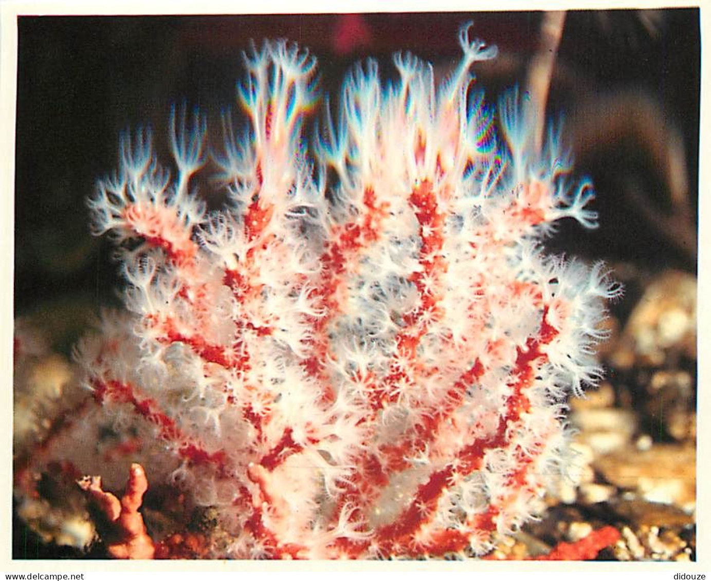 Animaux - Poissons - Aquarium De La Rochelle - 2 - Corallium Rubrum (Méditerranée) - Carte Neuve - CPM - Voir Scans Rect - Fish & Shellfish