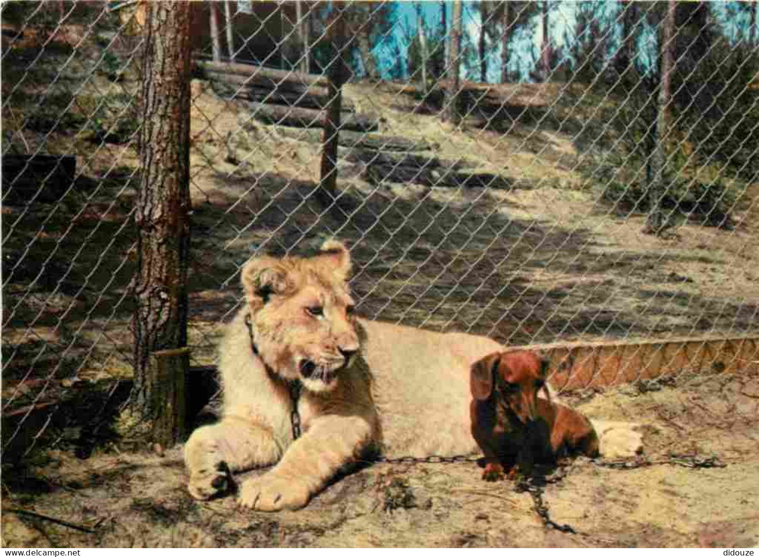 Animaux - Fauves - Lion - Zoo De La Palmyre - Le Lion Et Le Teckel - CPM - Voir Scans Recto-Verso - Leeuwen