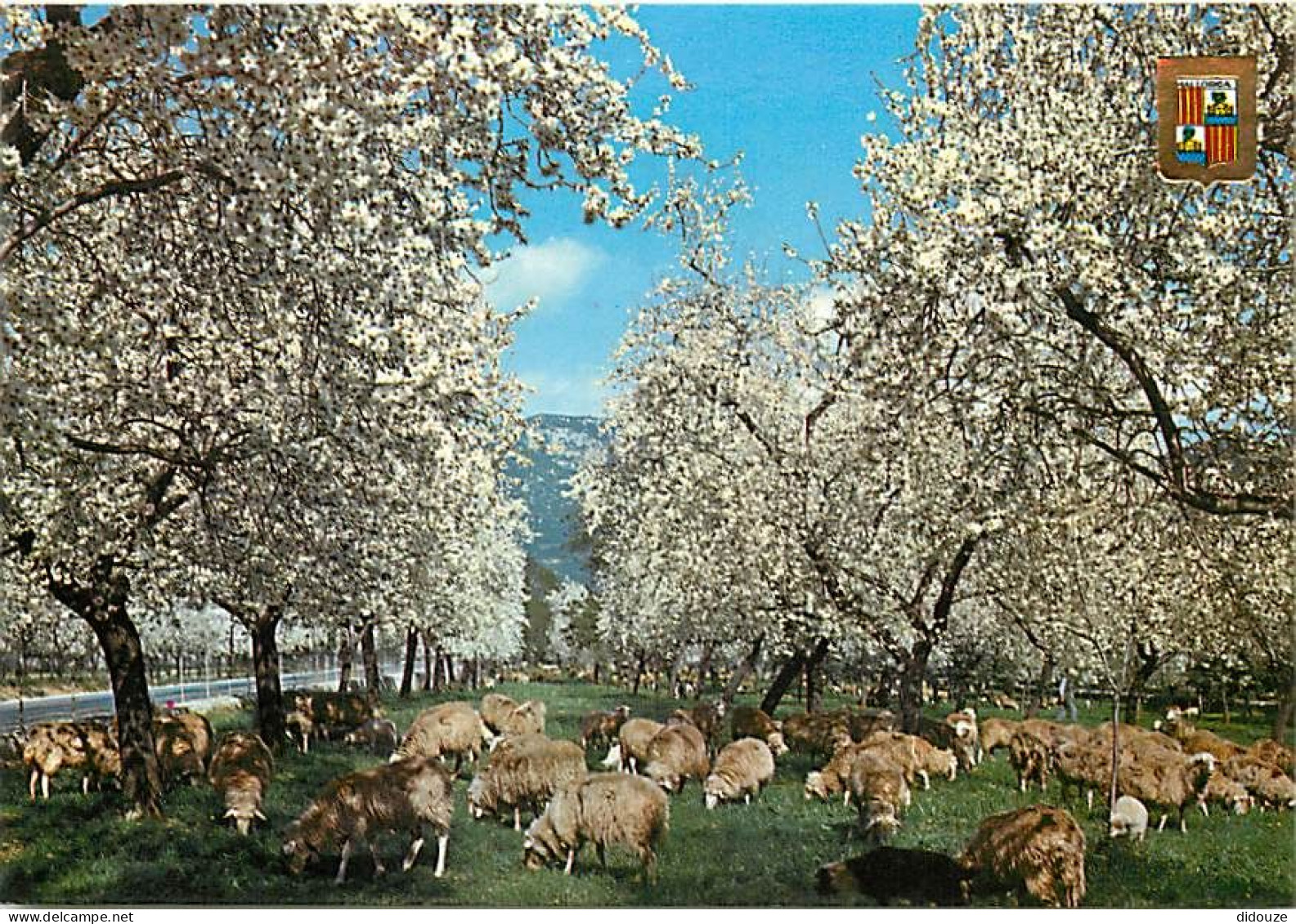 Animaux - Moutons - Espagne - Mallorca - Invierno En Mallorca, Flor De Almendro - Hiver Dans Majorque. Fleur D'Amandier  - Other & Unclassified