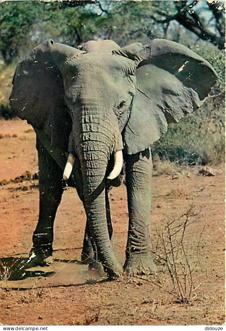 Animaux - Eléphants - Faune Africaine - CPM - Voir Scans Recto-Verso - Elefanten