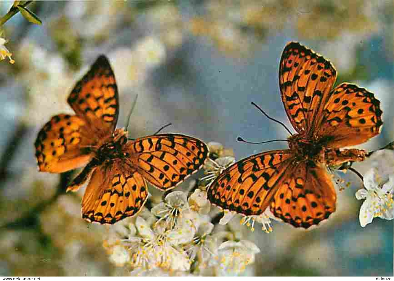 Animaux - Papillons - Fleurs - CPM - Voir Scans Recto-Verso - Butterflies