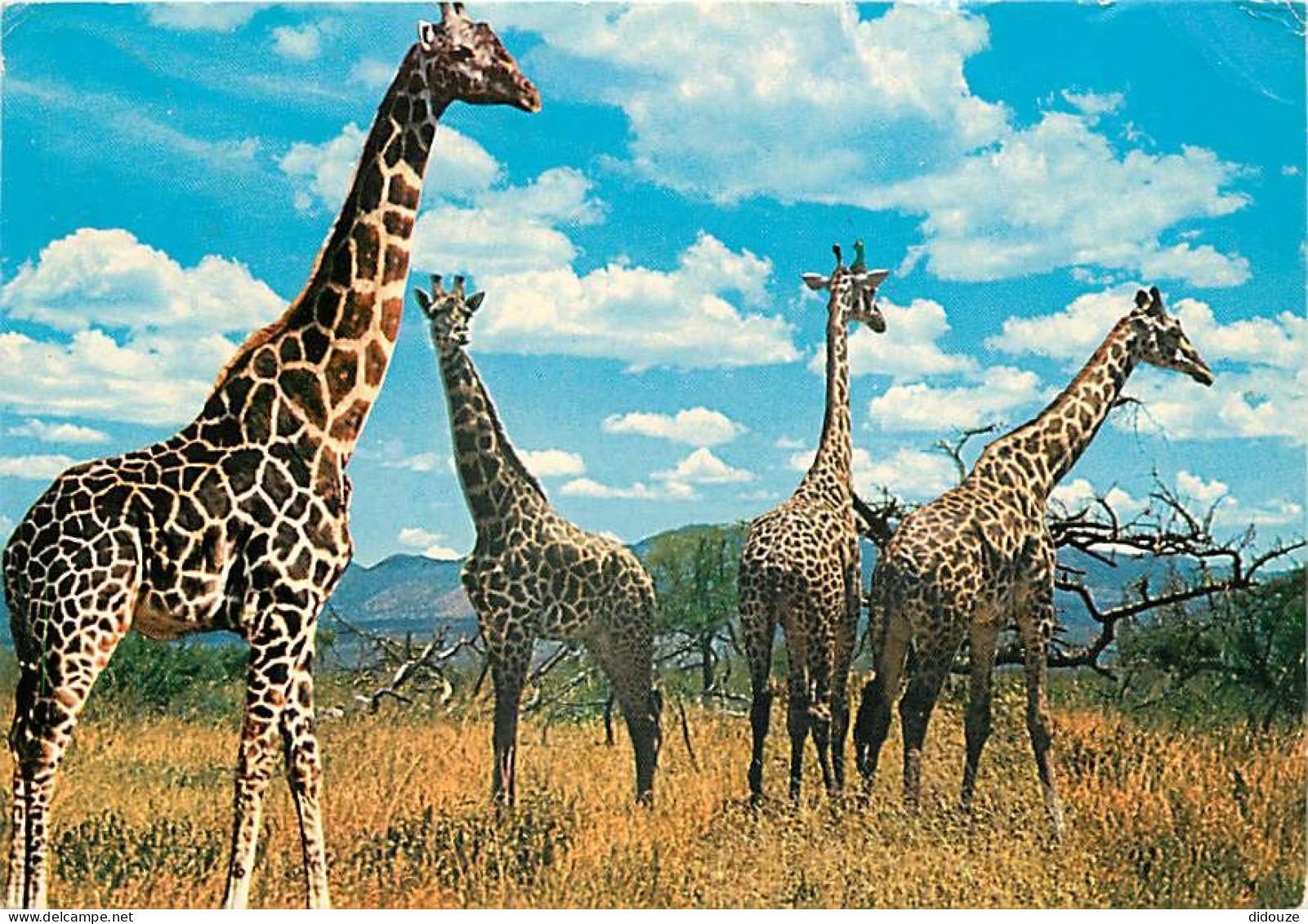 Animaux - Girafes - Wildlife - East Africa - Voir Timbre Du Kenya - Etat Léger Pli Visible - CPM - Voir Scans Recto-Vers - Giraffen