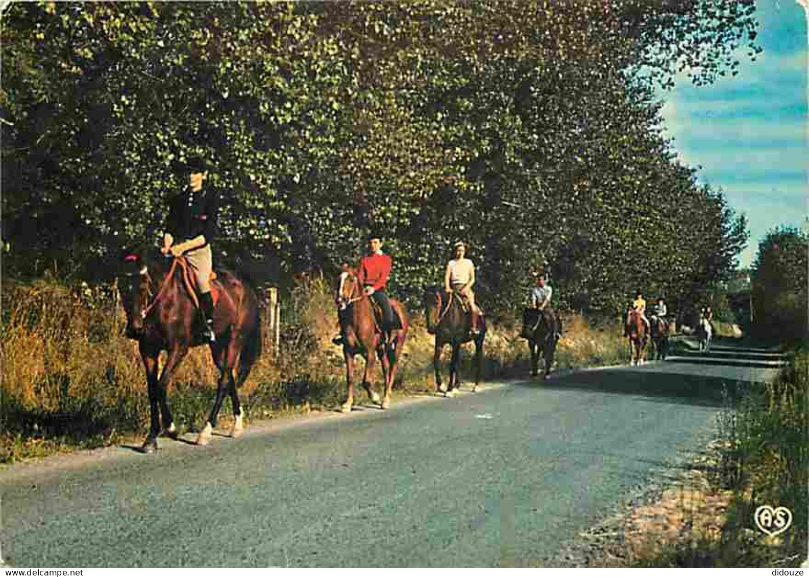 Animaux - Chevaux - Promenade Equestre - Carte Neuve - Voir Scans Recto Verso  - Horses