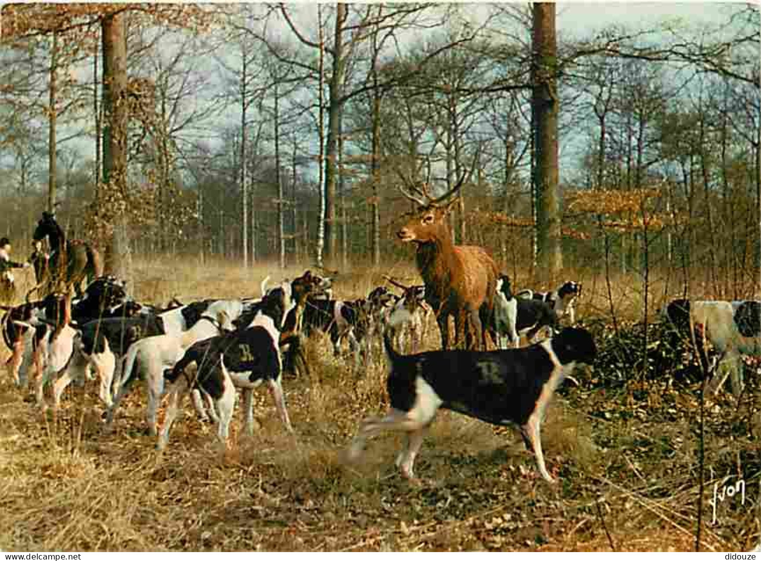 Animaux - Chiens - Chasse à Courre - CPM - Voir Scans Recto-Verso - Dogs