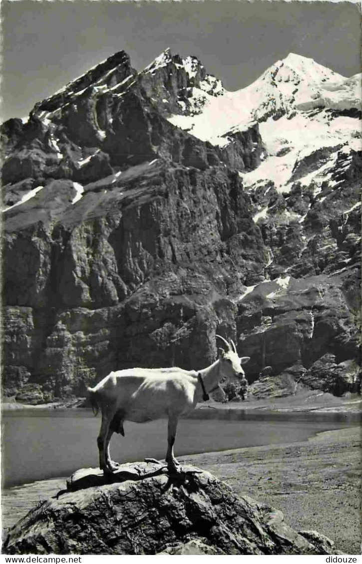 Animaux - Chèvres - Suisse - Sur L'Alpe - Auf Der Alp - Carte Dentelée - CPSM Format CPA - Voir Scans Recto-Verso - Other & Unclassified