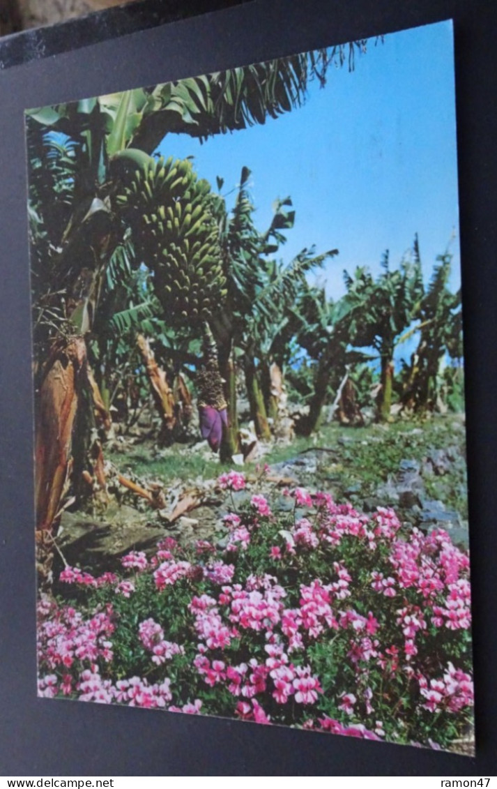 Islas Canarias - Flores Y Plataneras - Distribuciones Garcia Y Correa, Ed. Arribas, Zaragoza - Sonstige & Ohne Zuordnung